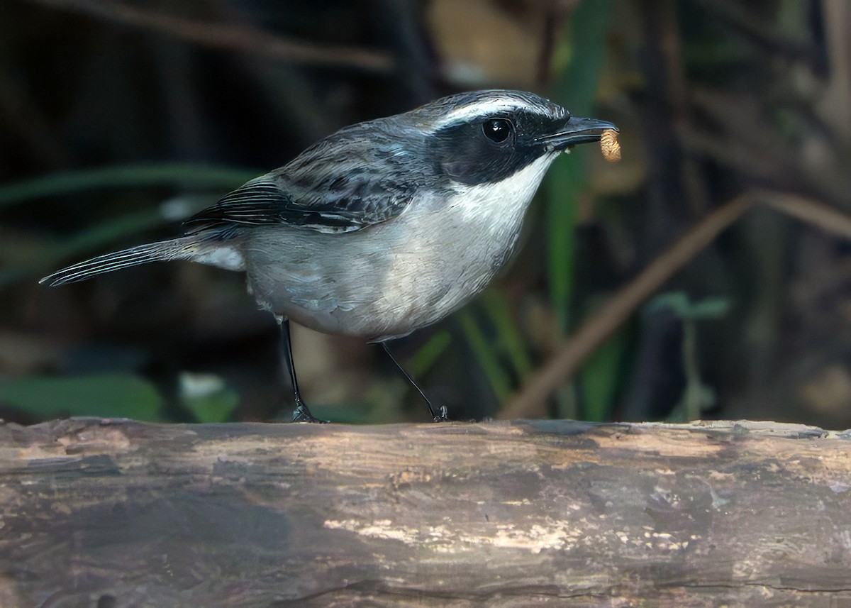 Gray Bushchat - ML640953632