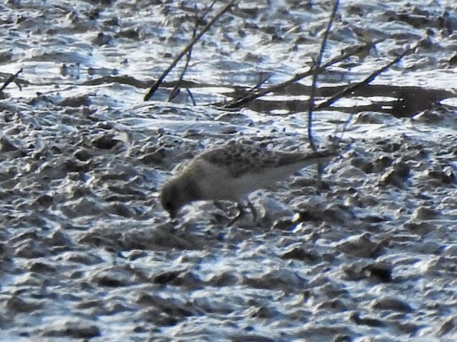 Baird's Sandpiper - ML640953655