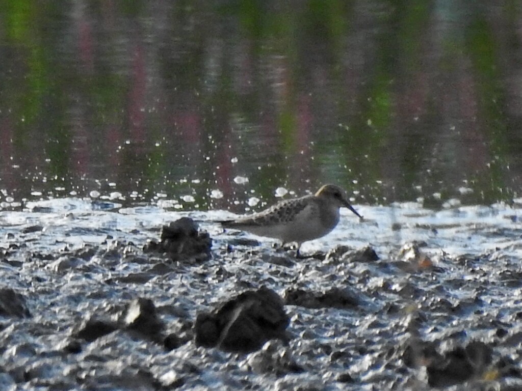 Baird's Sandpiper - ML640953662
