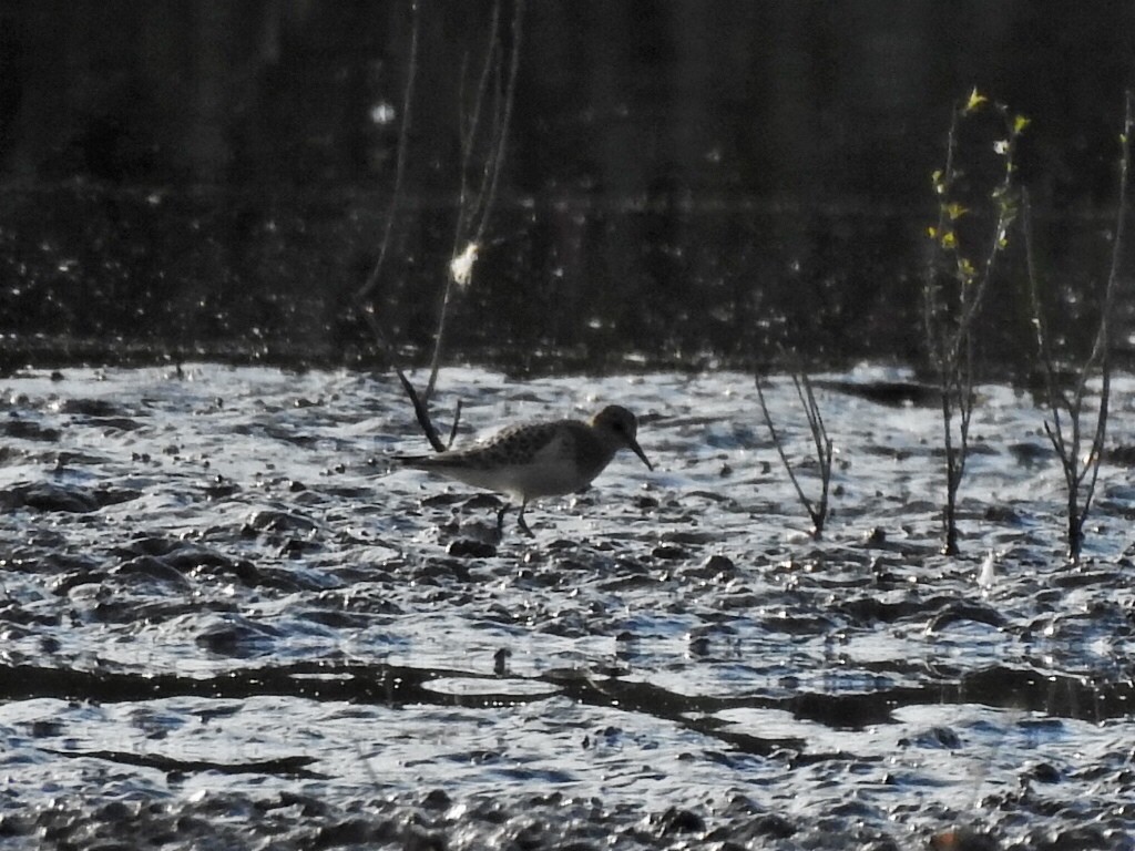 Baird's Sandpiper - ML640953664