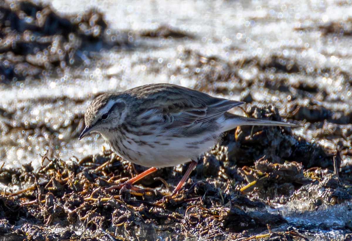 New Zealand Pipit - ML640953779