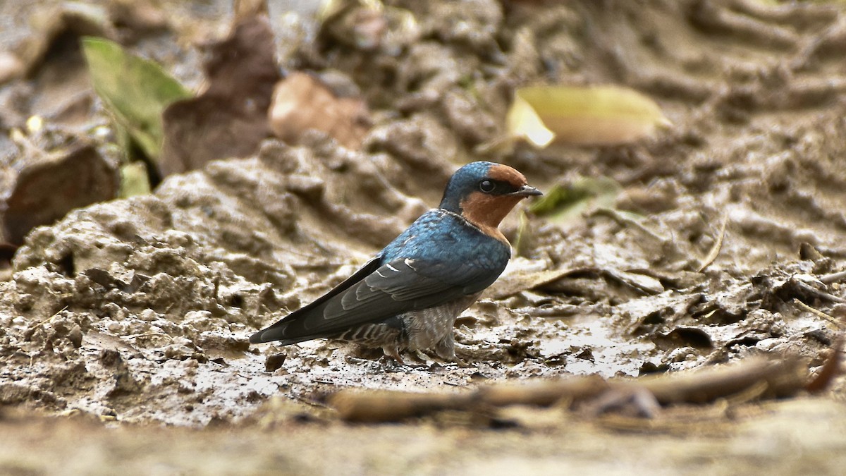 Hill Swallow - ML640953780