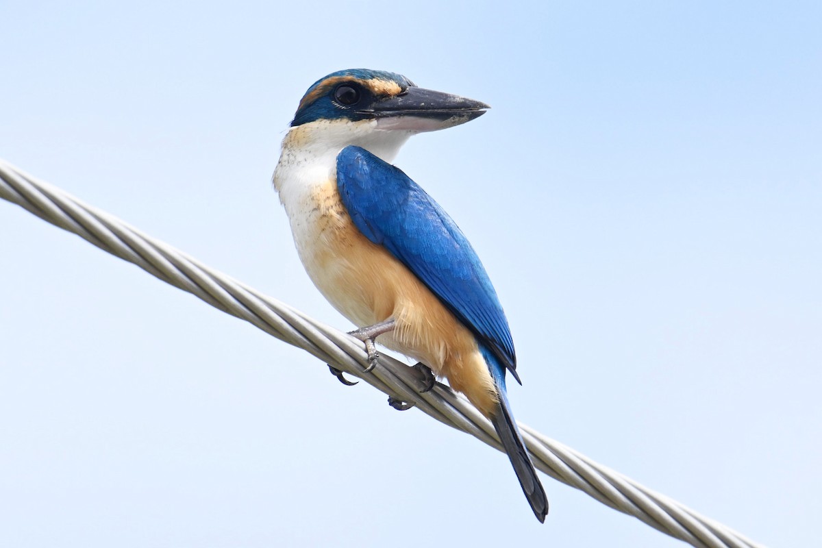 Pacific Kingfisher - ML640953837