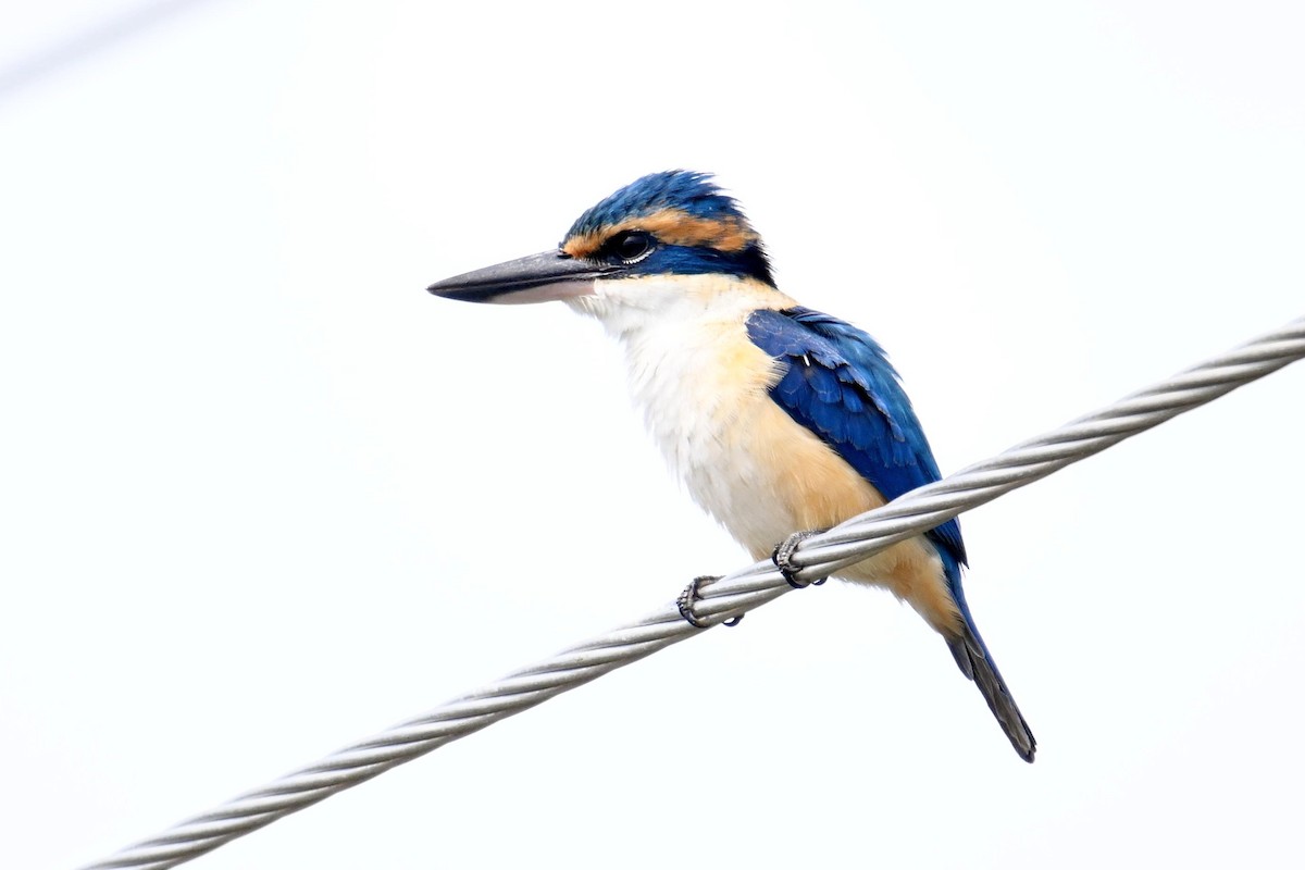 Pacific Kingfisher - ML640953838