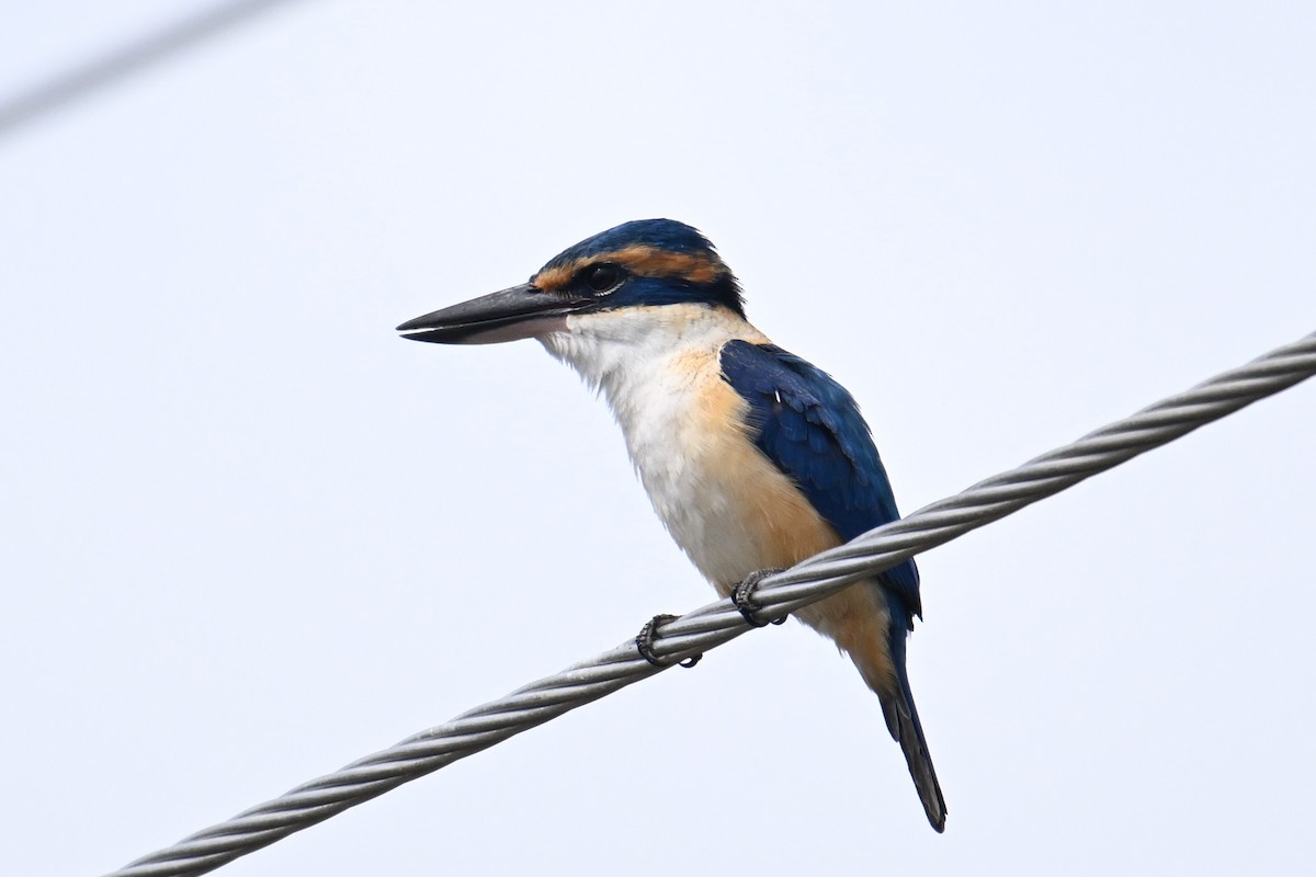 Pacific Kingfisher - ML640953839