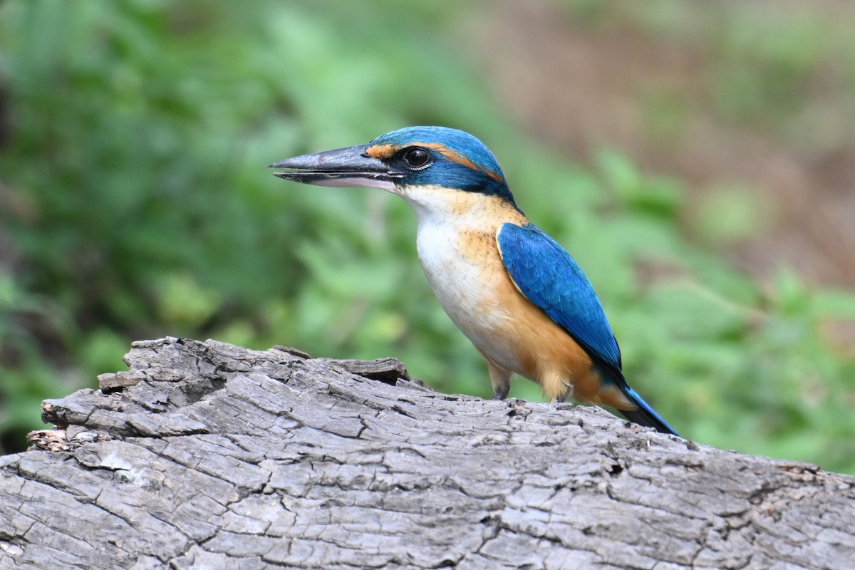 Pacific Kingfisher - ML640953841