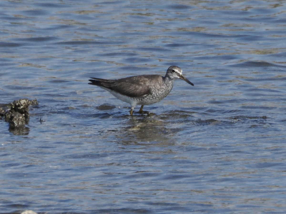 Gray-tailed Tattler - ML640953863