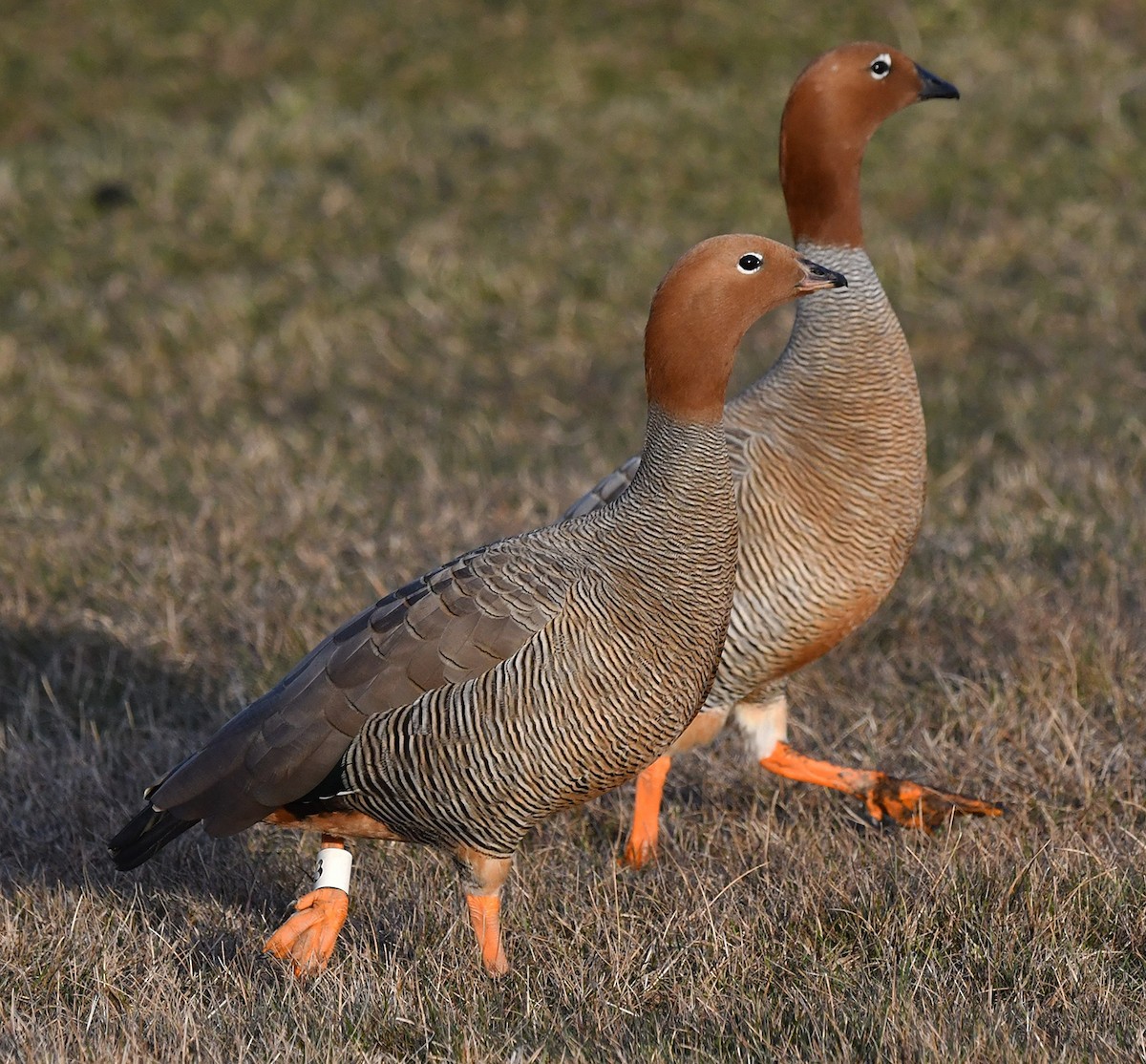 Ruddy-headed Goose - ML640953878