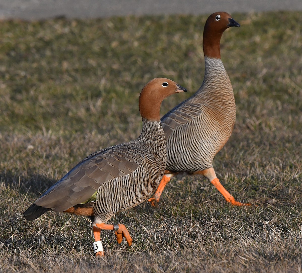 Ruddy-headed Goose - ML640953879