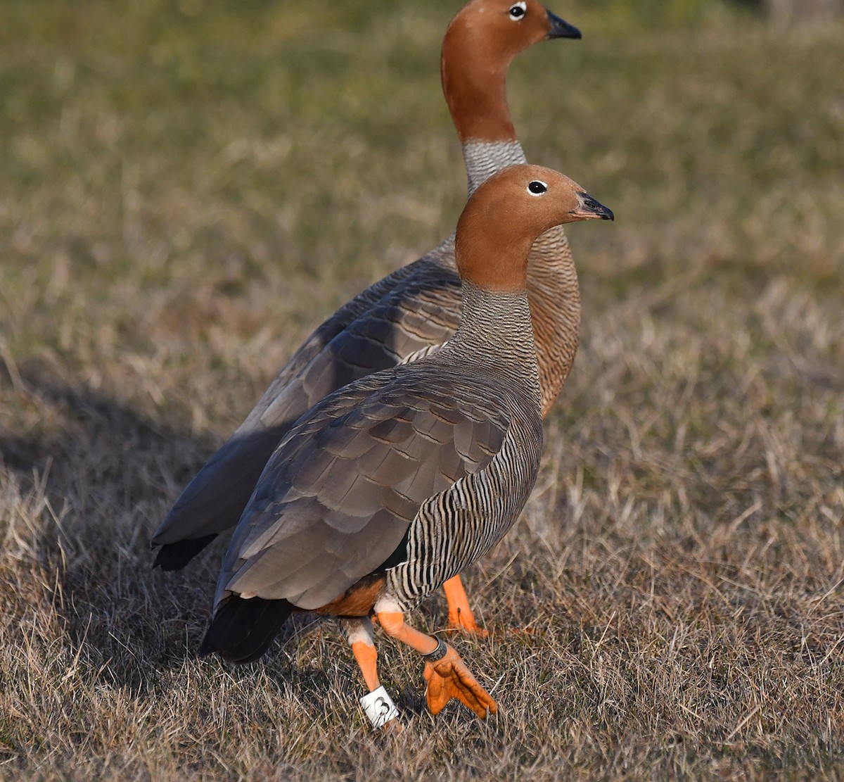 Ruddy-headed Goose - ML640953880