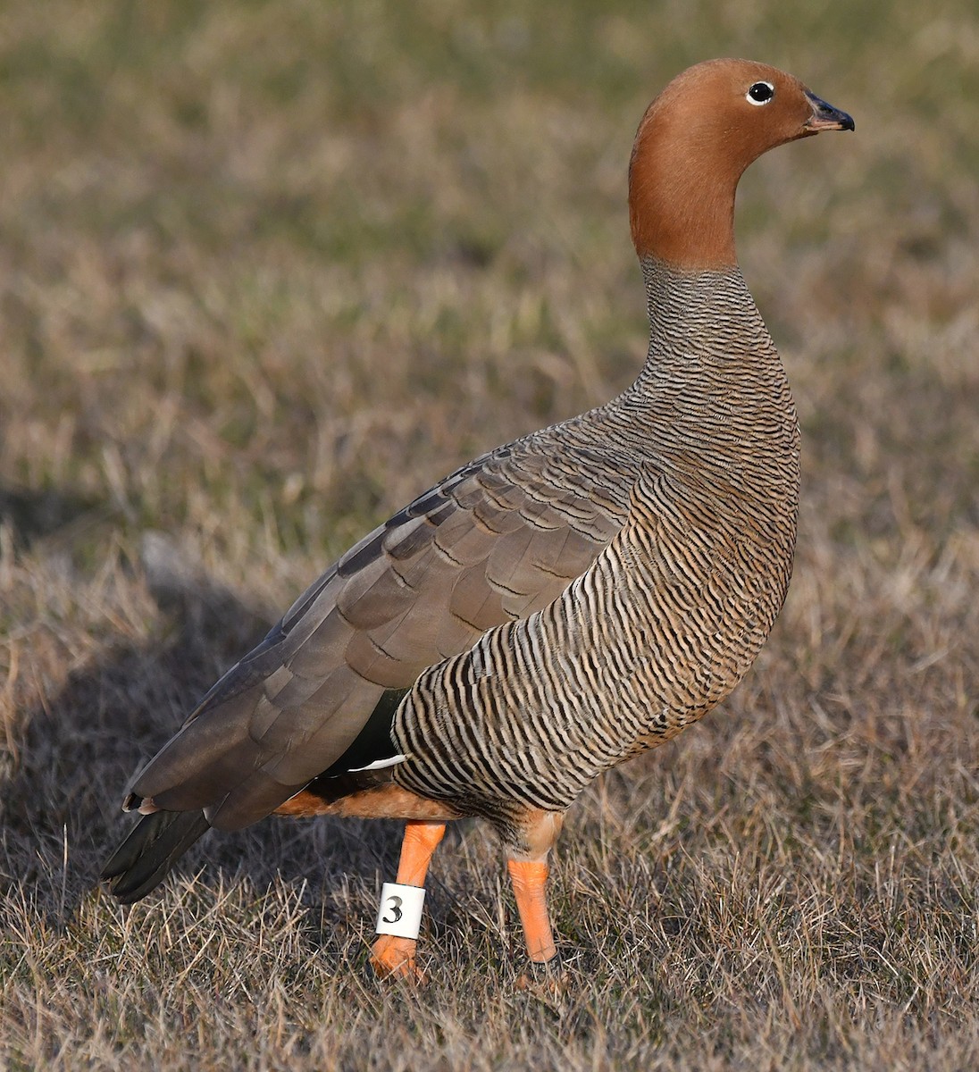 Ruddy-headed Goose - ML640953881