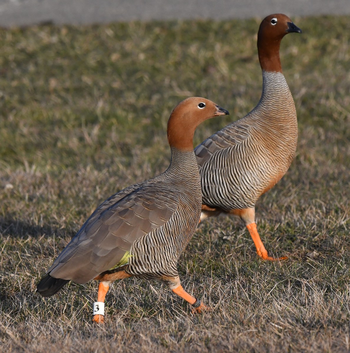 Ruddy-headed Goose - ML640953882