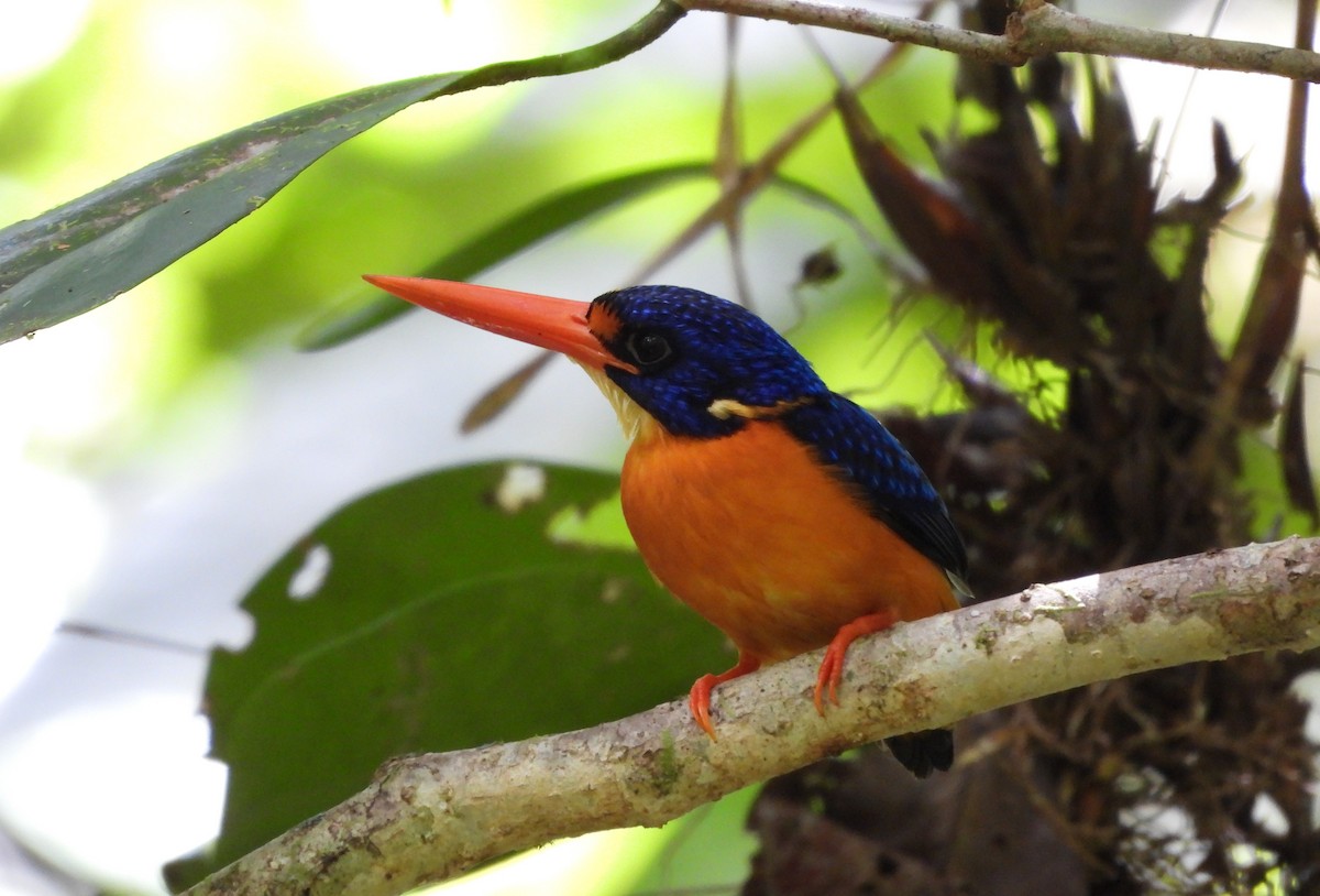 Manus Dwarf-Kingfisher - ML640953972