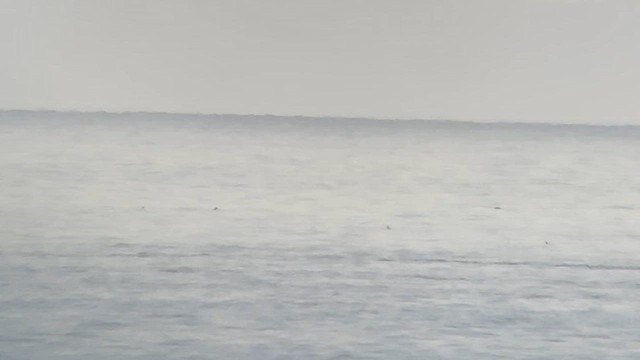 Short-tailed Shearwater - ML640953975