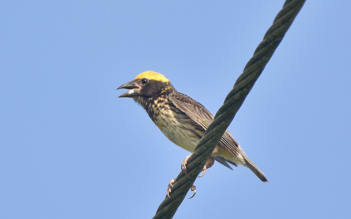 Manyarweber - ML640953980