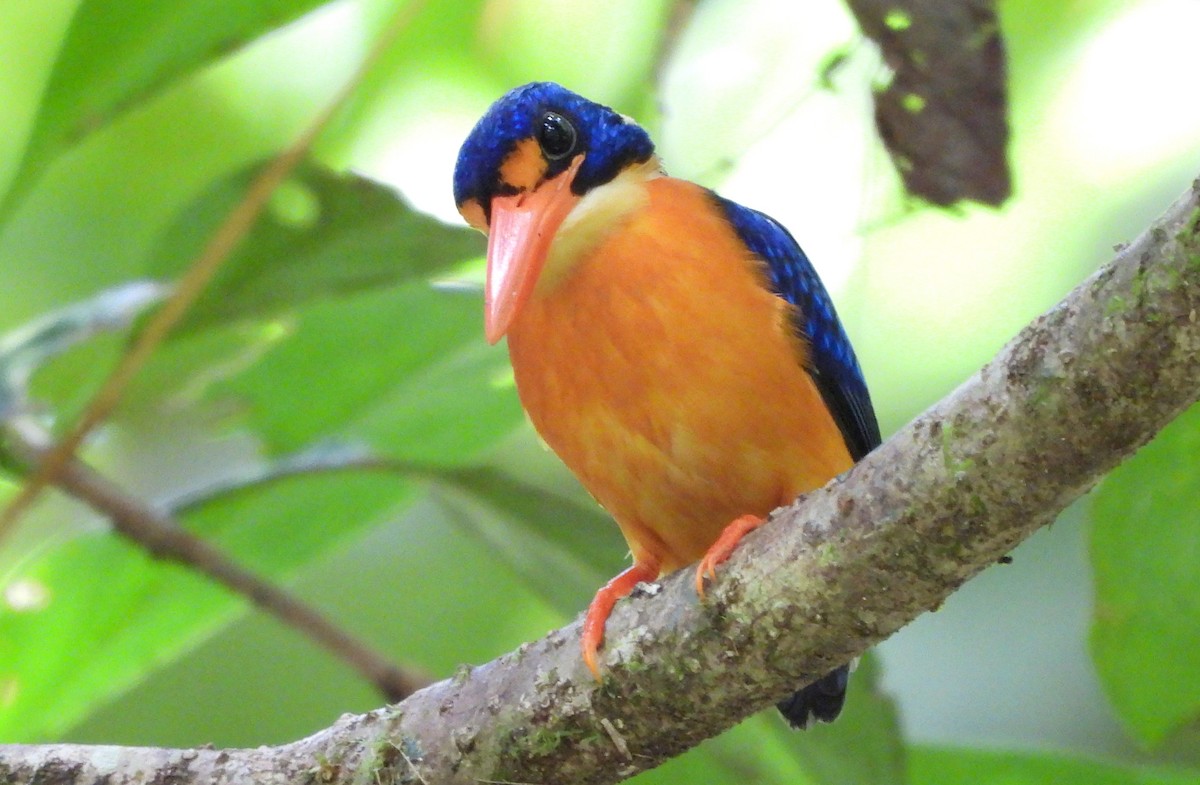 Manus Dwarf-Kingfisher - ML640954002