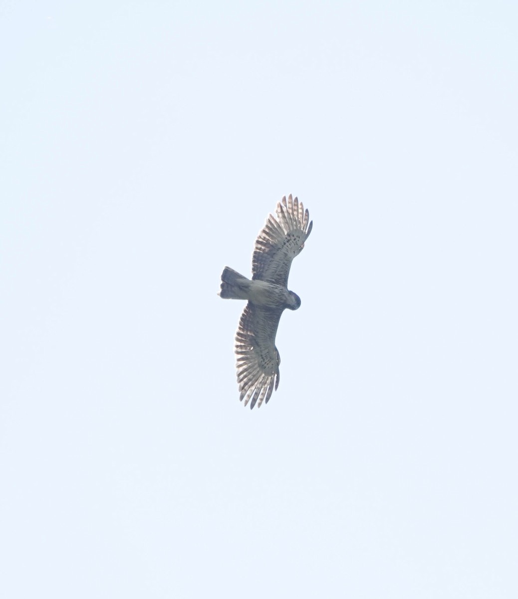 Aigle de Weiske - ML640954019