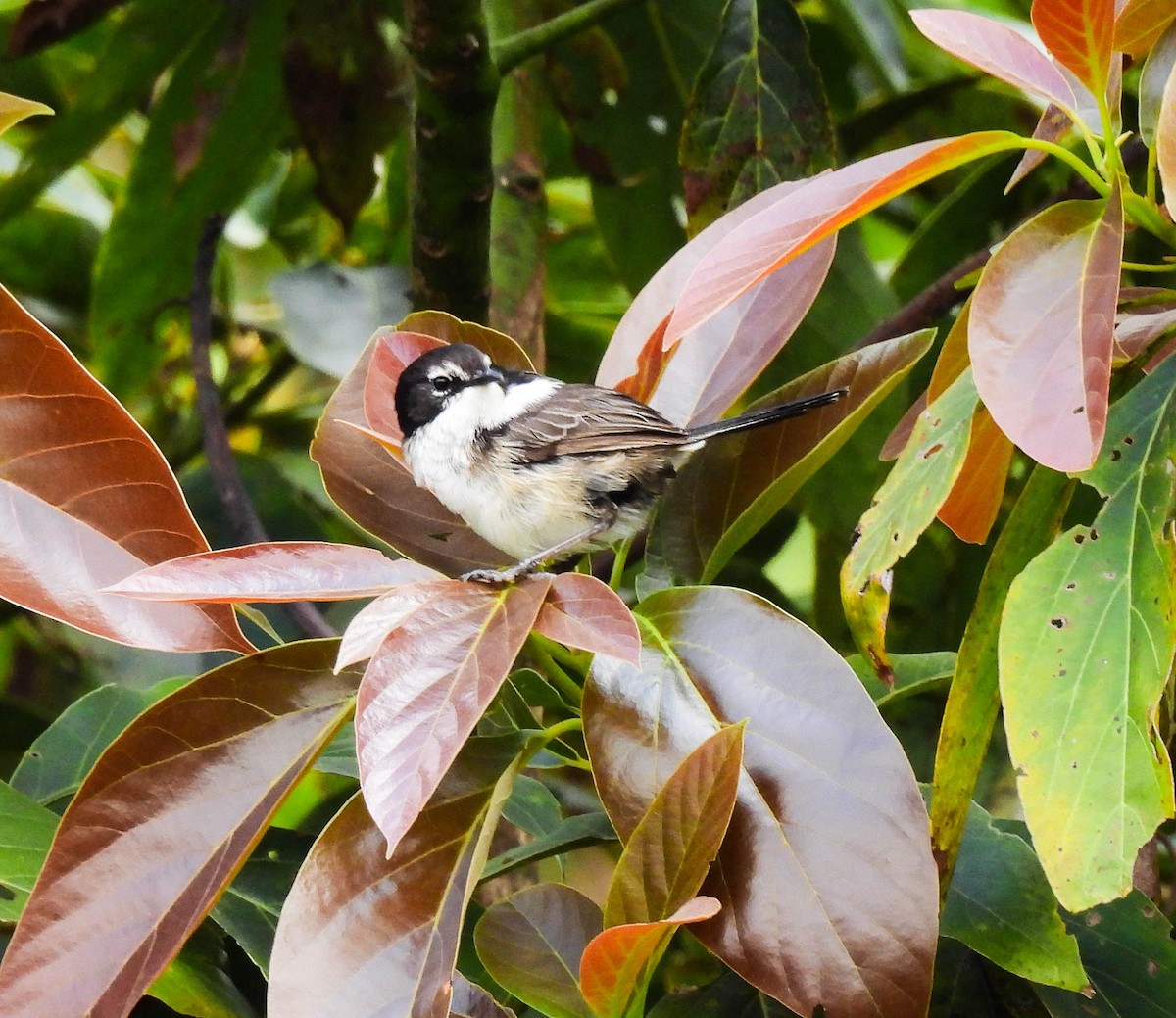 White-shouldered Fairywren - ML640954049