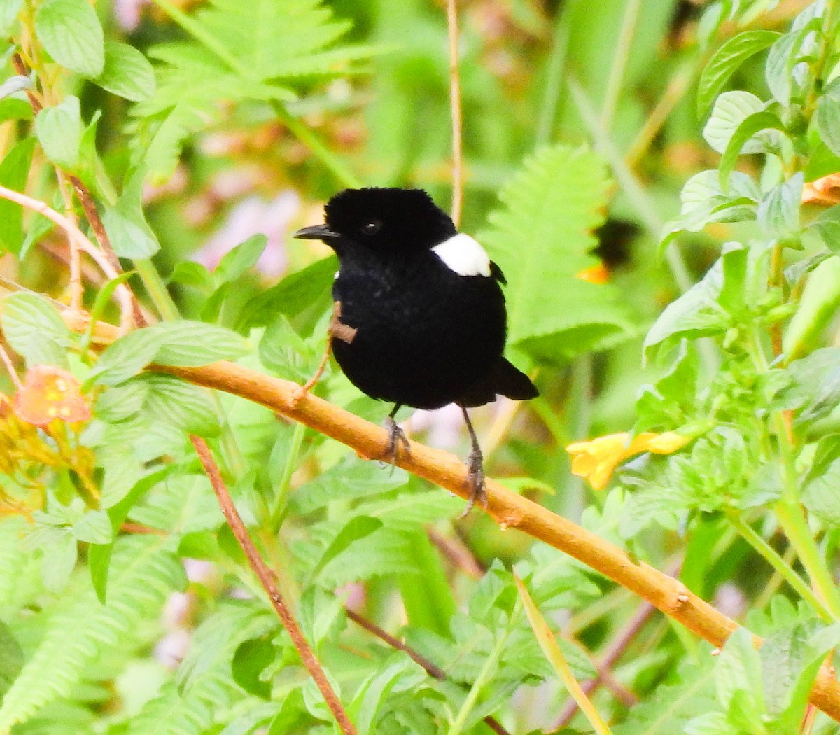 White-shouldered Fairywren - ML640954050
