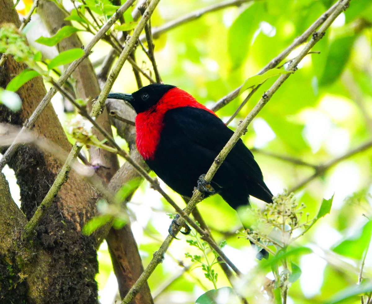 Red-collared Myzomela - ML640954068