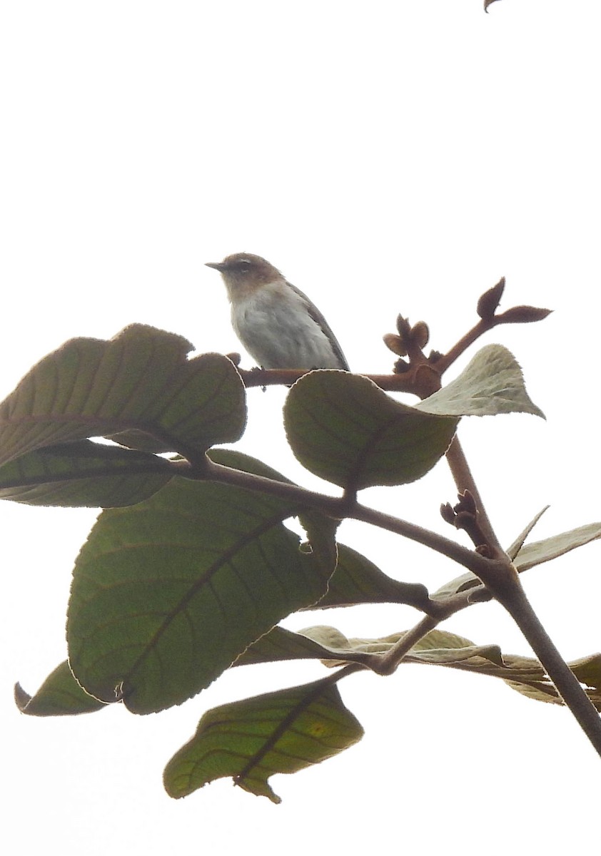 Brown-breasted Gerygone - ML640954077