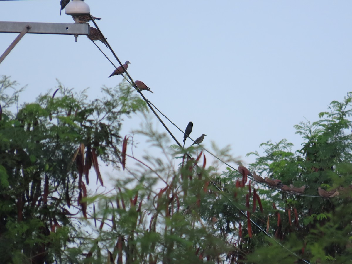 Asian Glossy Starling - ML640954103