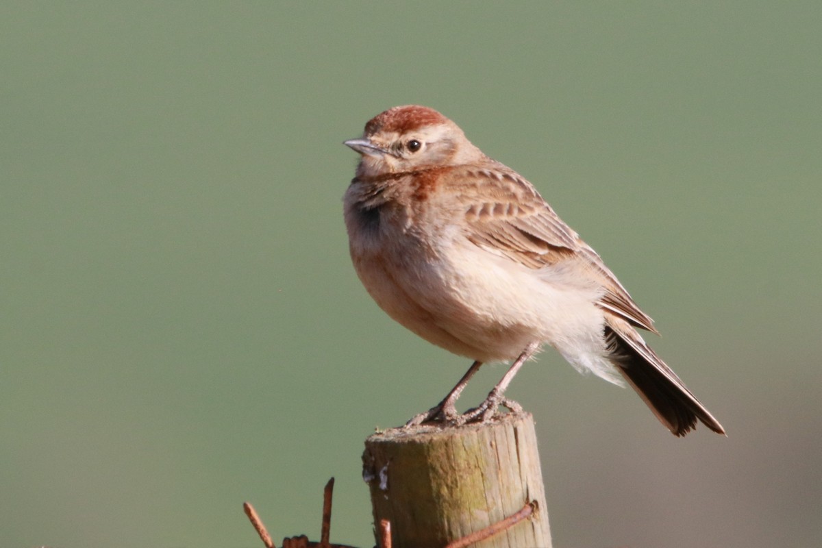 Red-capped Lark - ML640954104