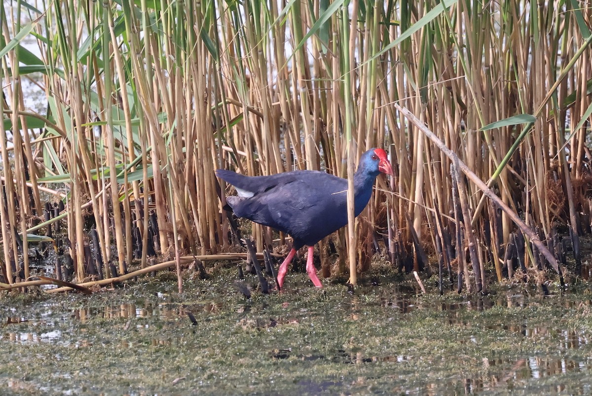 Western Swamphen - ML640954115