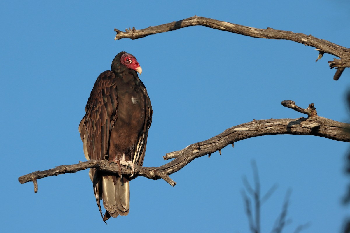 Turkey Vulture - ML640954135