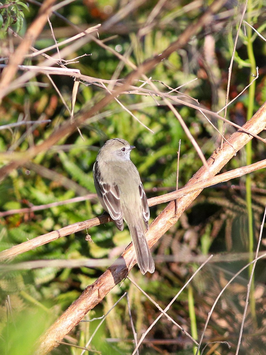 Southern Scrub-Flycatcher - ML640954149