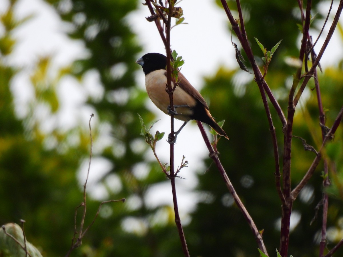 Hooded Munia - ML640954153