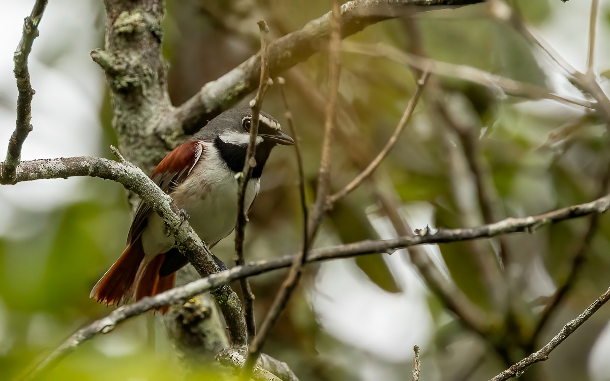 Red-tailed Vanga - ML640954166