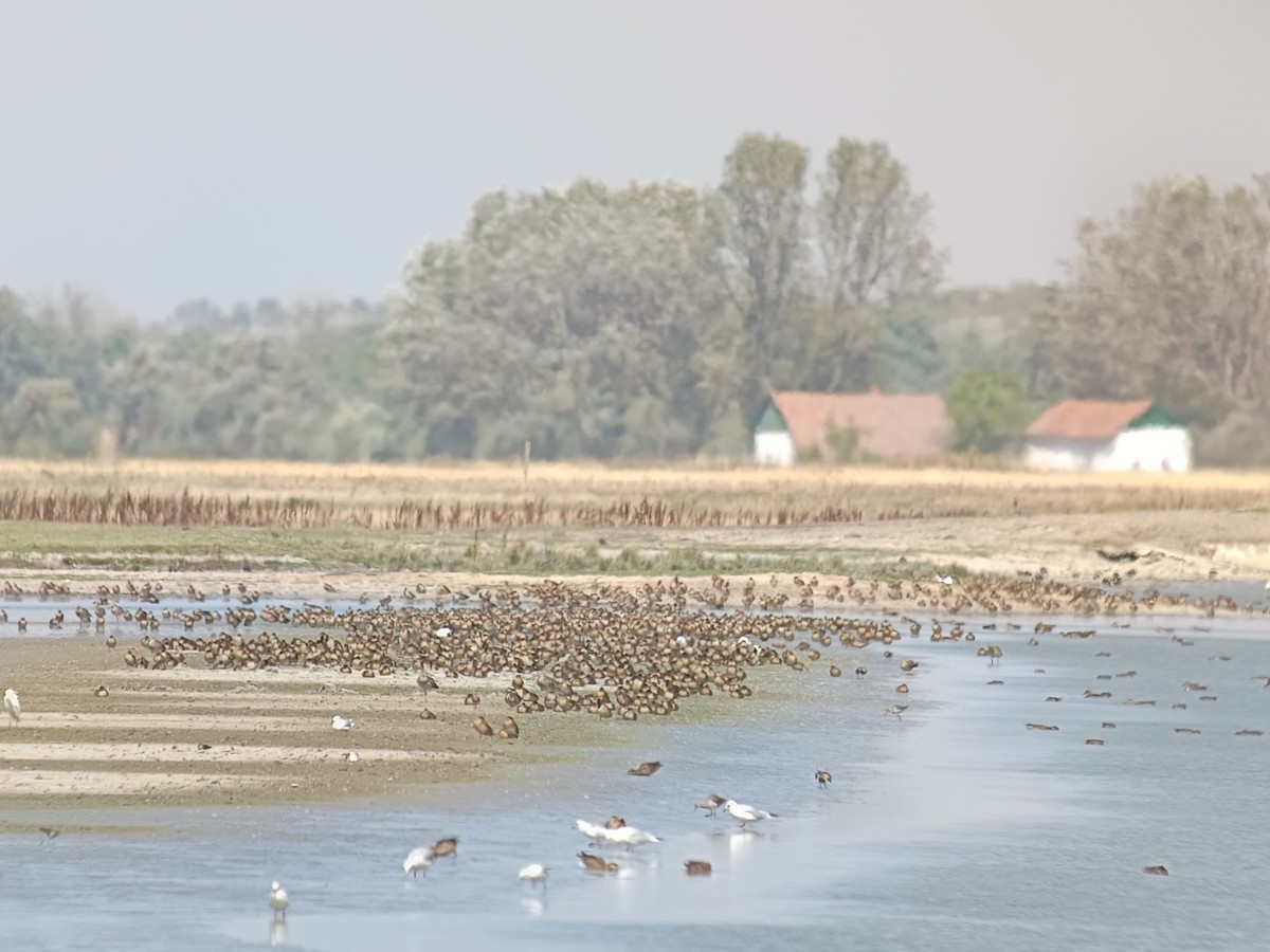 čírka obecná (ssp. crecca) - ML640954174