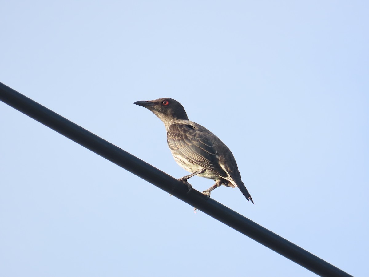 Asian Glossy Starling - ML640954182