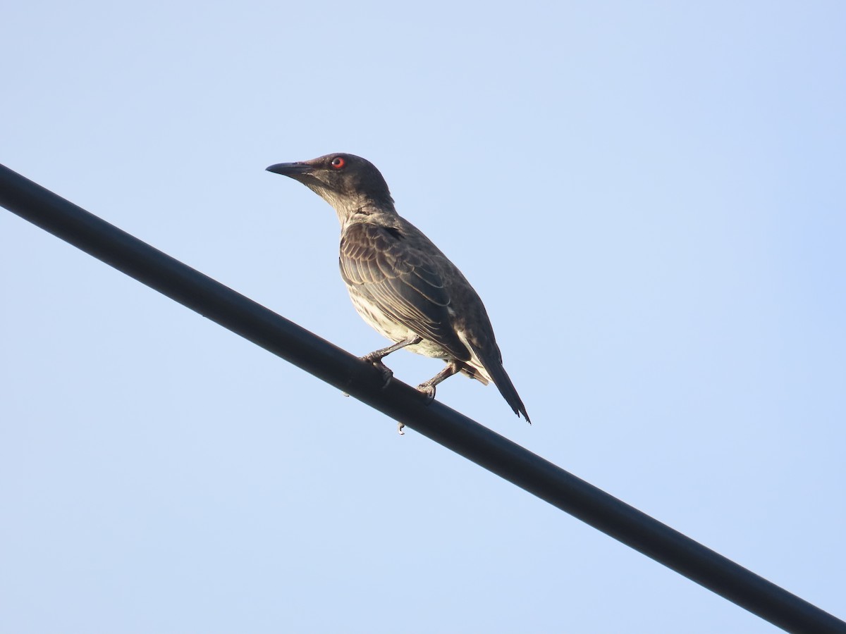 Asian Glossy Starling - ML640954183