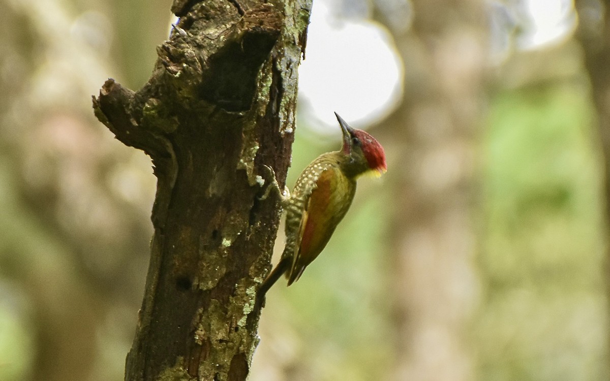 Lesser Yellownape - ML640954192