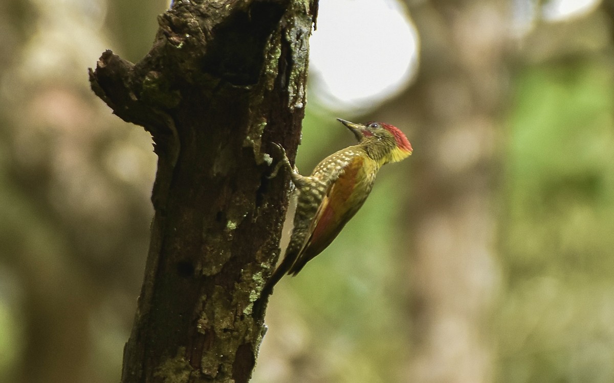 Lesser Yellownape - ML640954193
