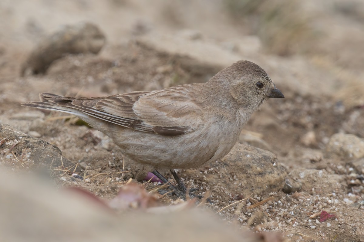 Black-winged Snowfinch - ML640954194