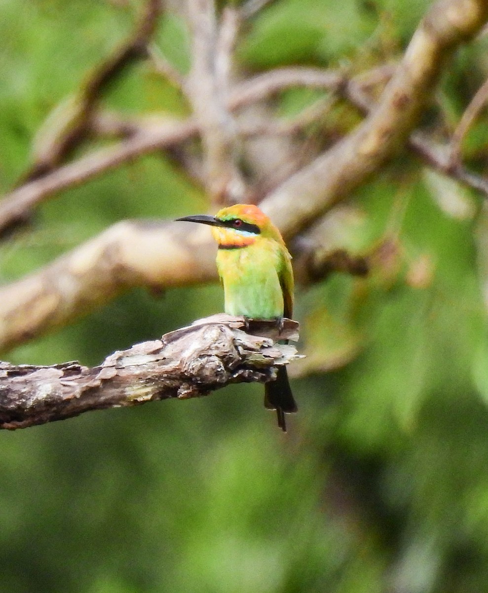 Rainbow Bee-eater - ML640954205
