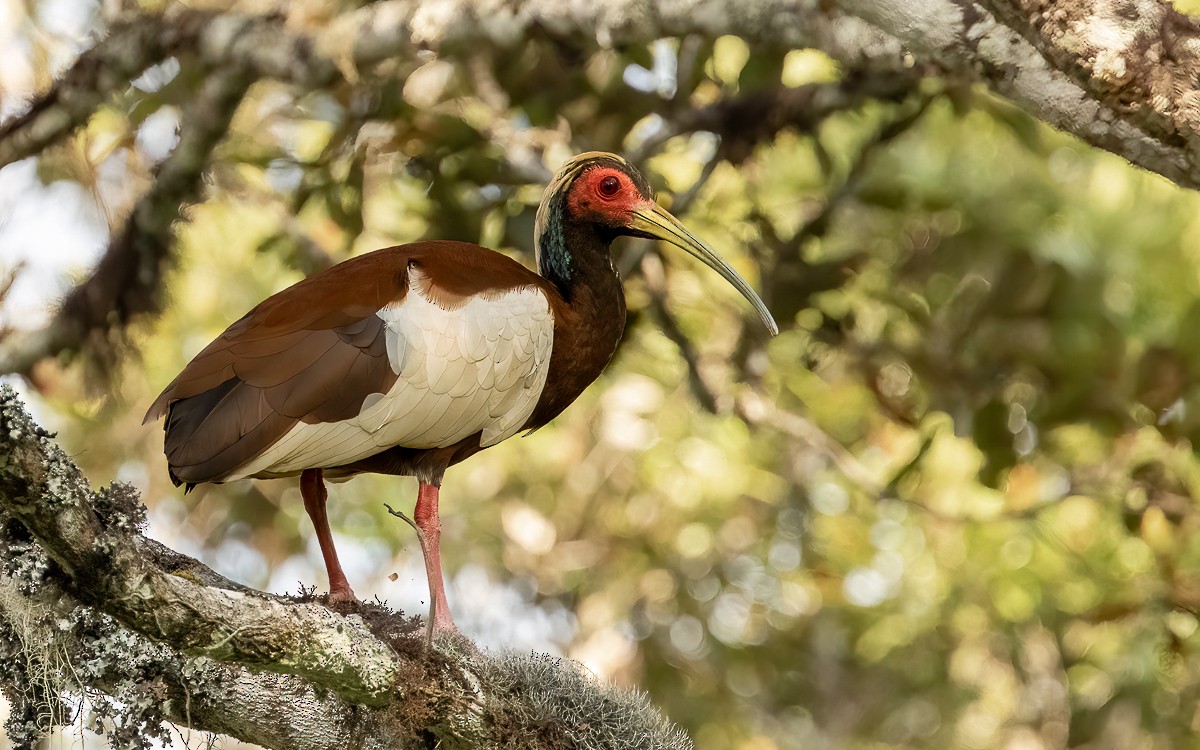 Madagascar Ibis - ML640954207