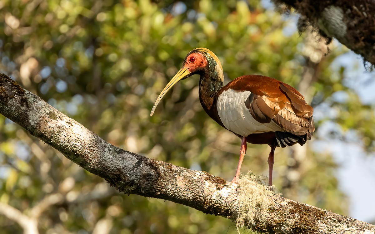 Madagascar Ibis - ML640954208