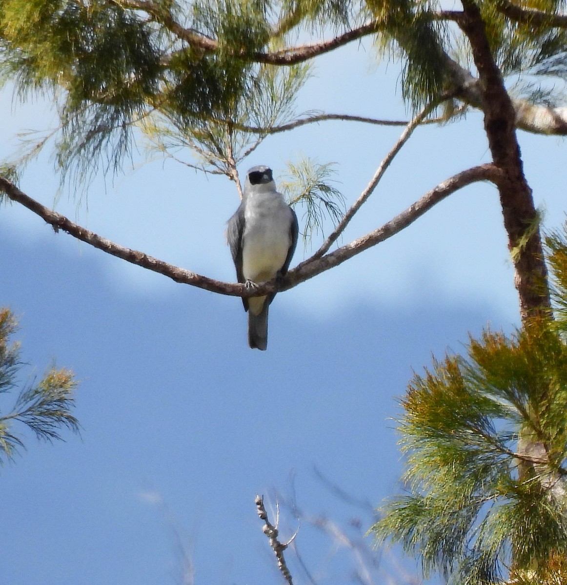 White-bellied Cuckooshrike - ML640954233