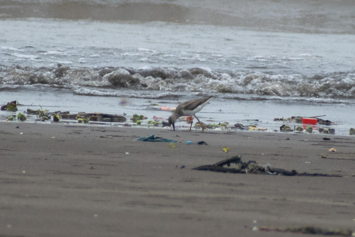Terek Sandpiper - ML640954235