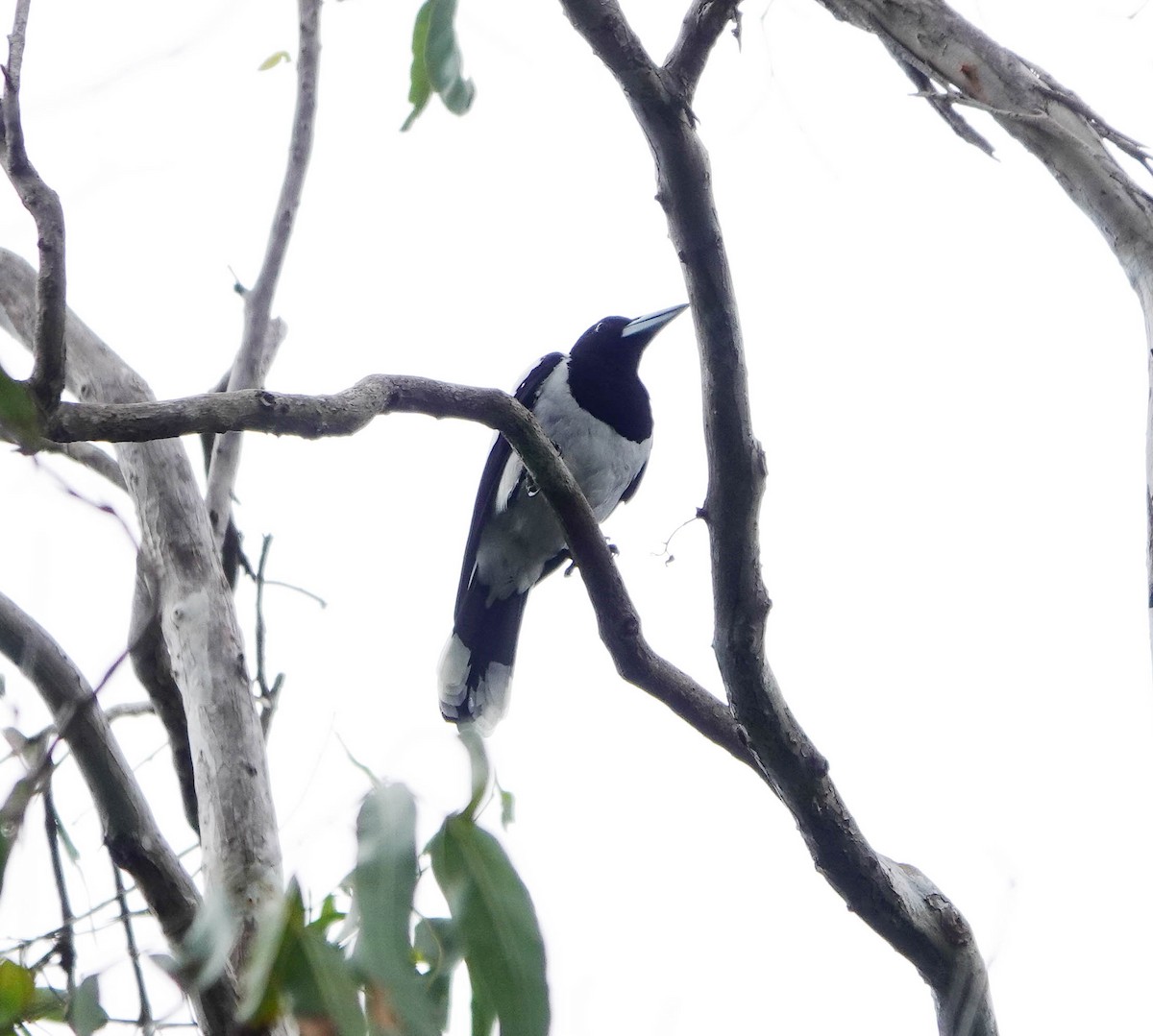 Hooded Butcherbird - ML640954240