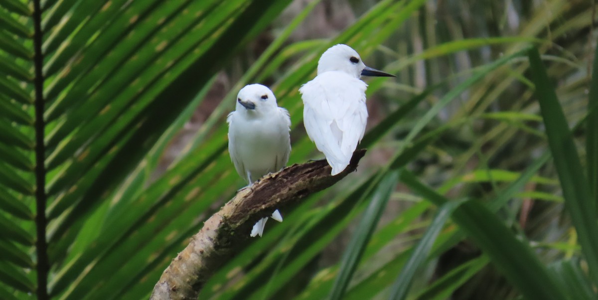 White Tern - ML640954257