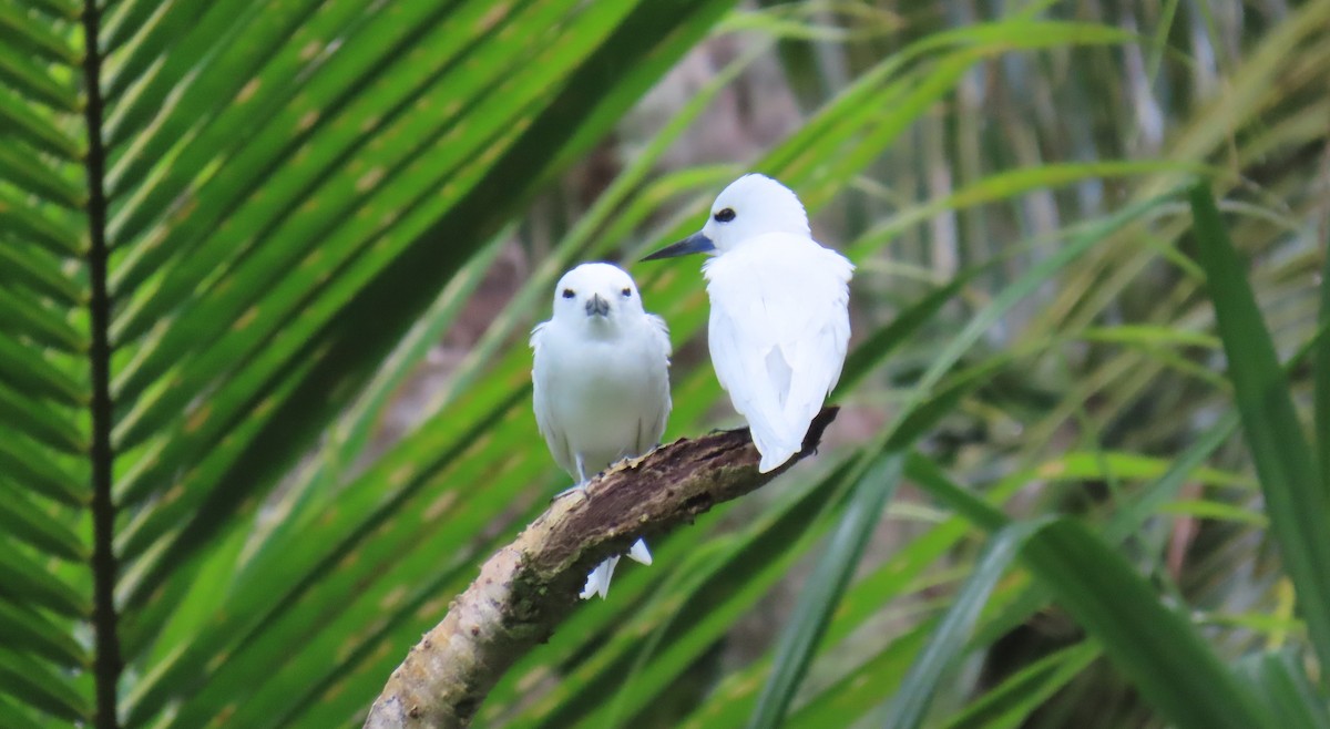White Tern - ML640954259