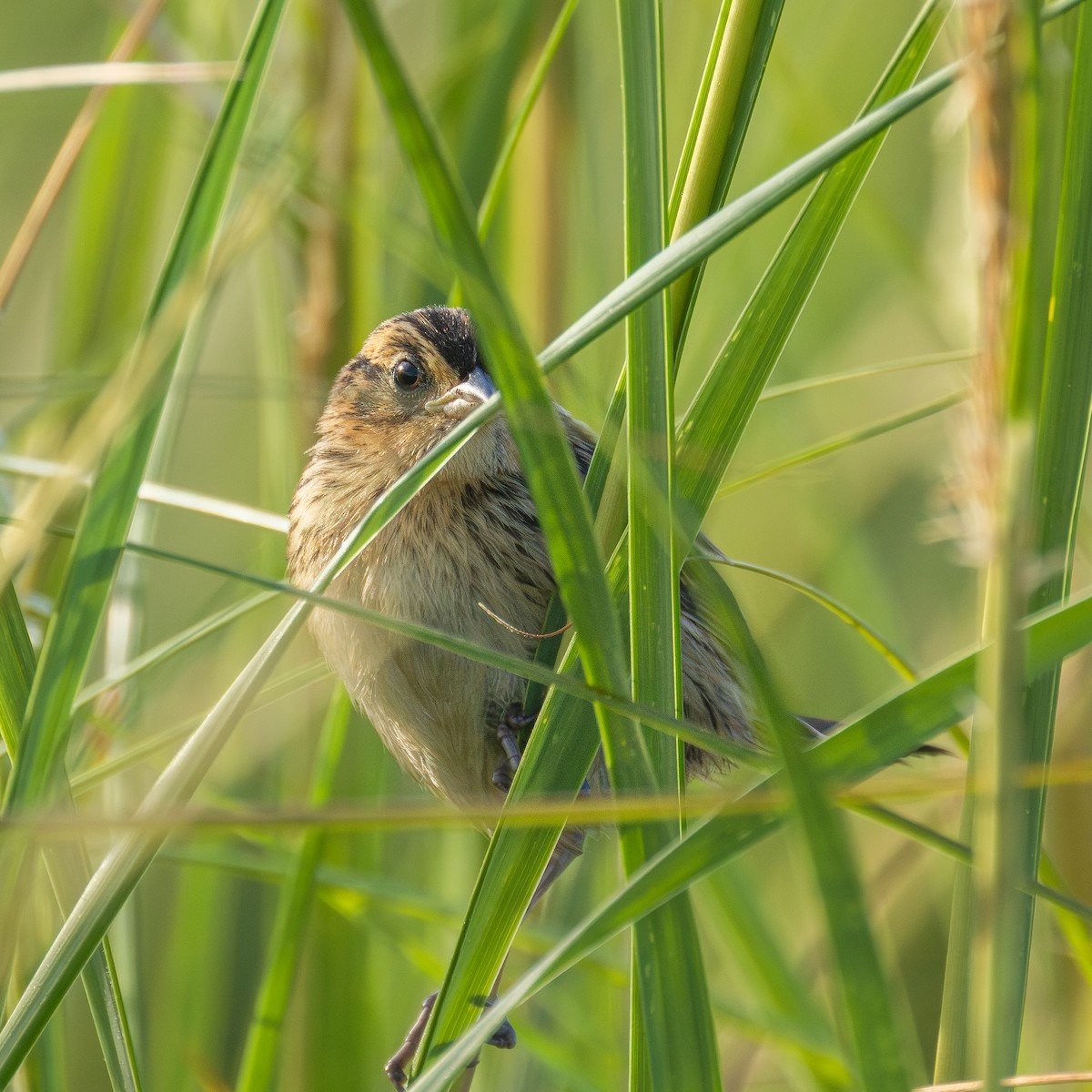Saltmarsh Sparrow - ML640954287