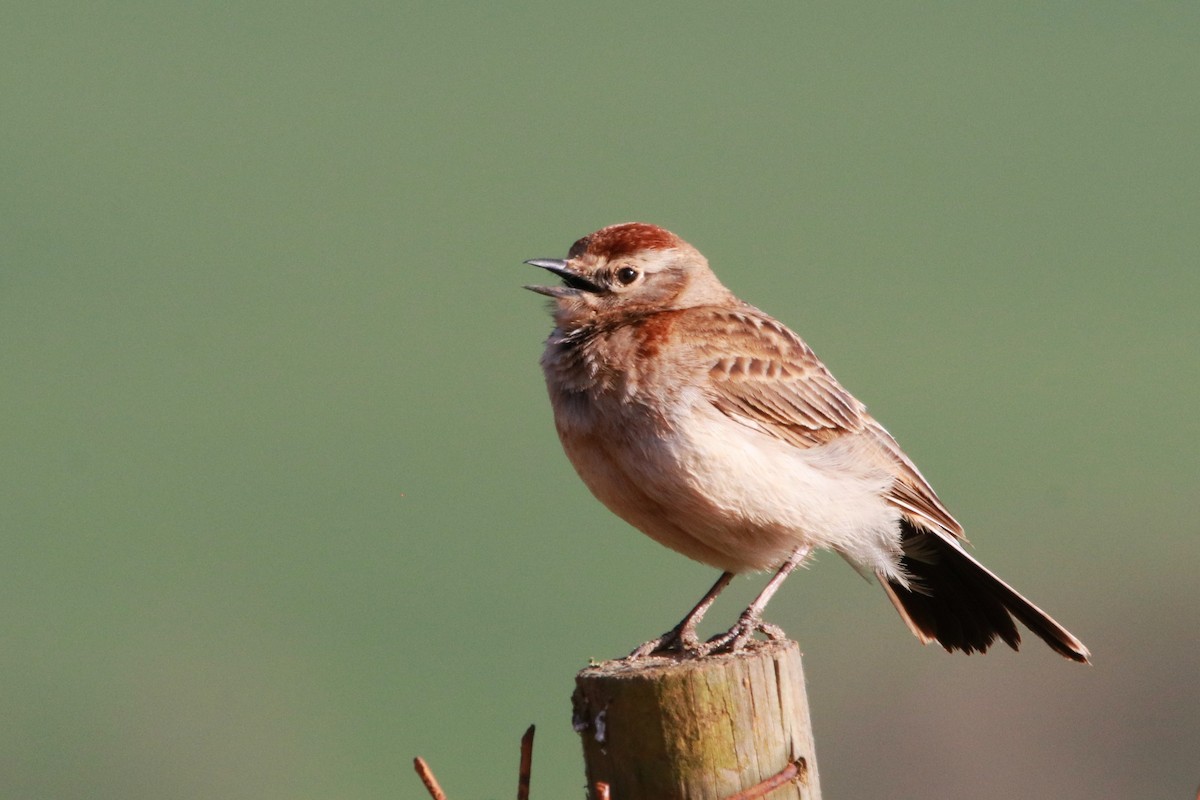 Red-capped Lark - ML640954304