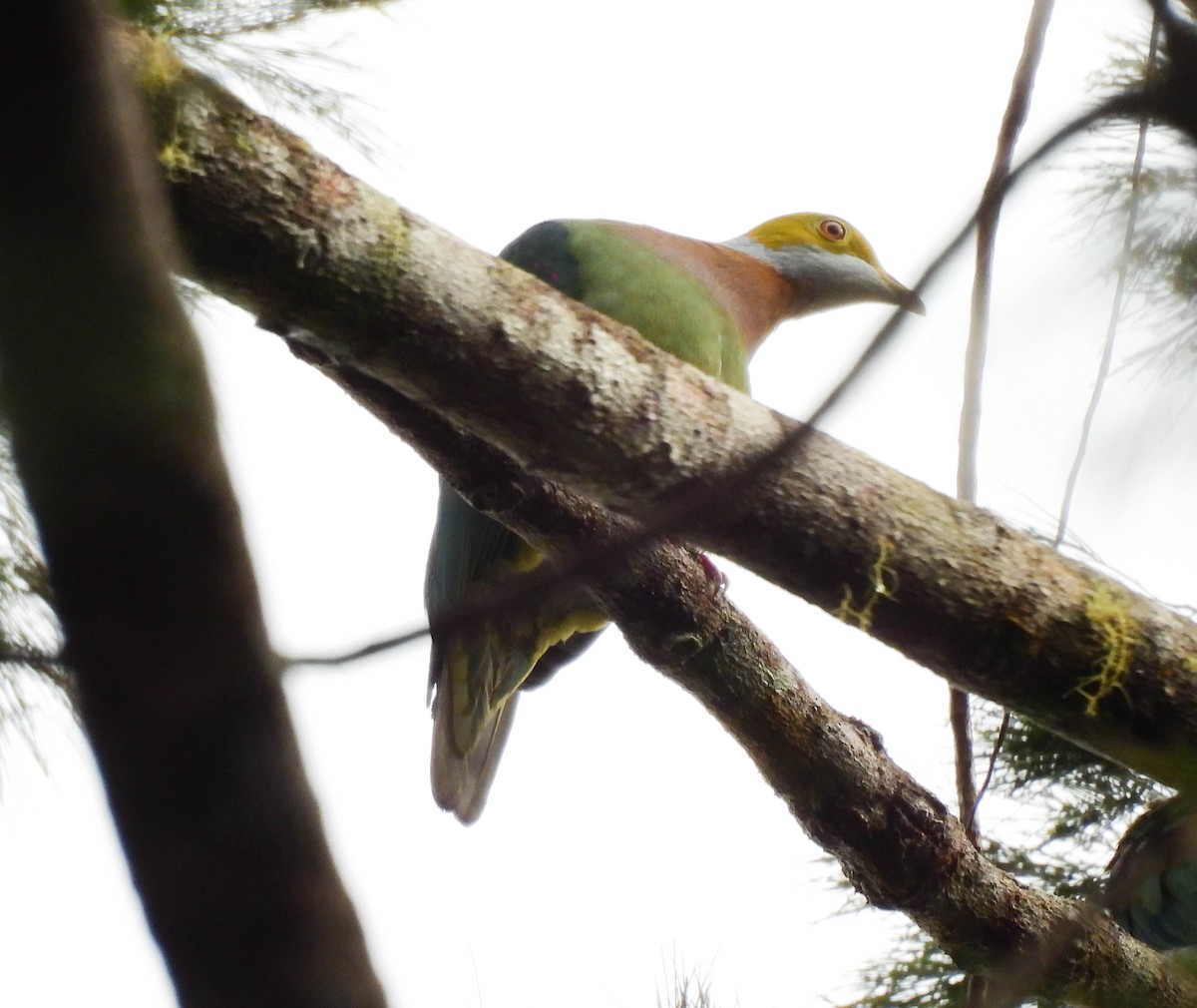 Pink-spotted Fruit-Dove - ML640954326