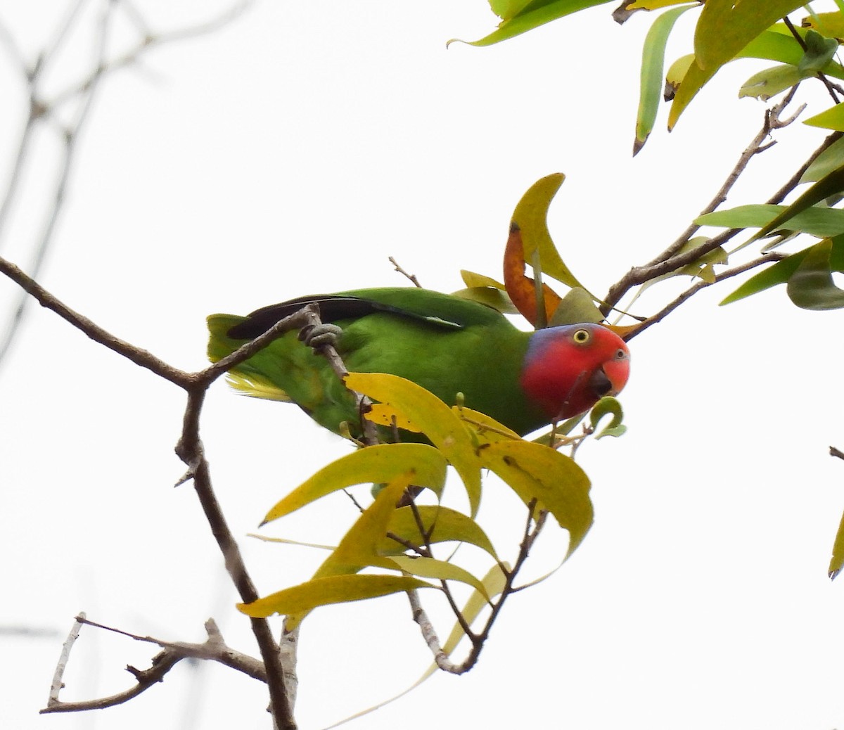 Red-cheeked Parrot - ML640954395